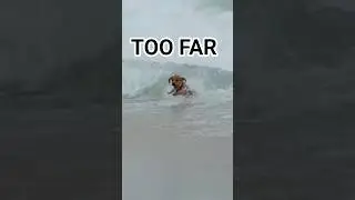 This Dolphin Saved a Puppy From a Rip Current&hellip; #rescue #dolphin #puppy