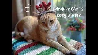 Little Window Watcher 🐱🎄 Adorable Reindeer Hat Moments聖誕馴鹿帽超萌貓貓日常  #cutecat #funnycats #crochet