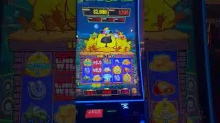 Such a fun Bonus #slot #fun #casino #hardrocktampa #gambling #games #fyp