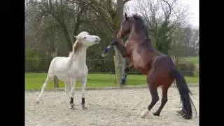 Die Pferde & Ponys der Pferdebuch-Autorin Silke Hoffmann
