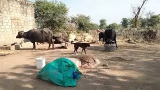 Dog barking| Dog Barking angry |Dog barking loud