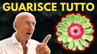 The 3 best (MEDICINAL) plants and how to use them!