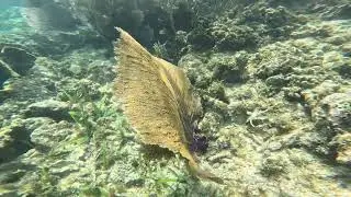 Roatan West Bay - snorkeling - Jan 15 2026