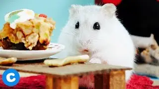 Hamster DIY Stocking Stuffer Treats | Chewy Eats