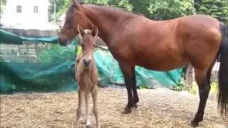 Paso Fino Fohlen wiehert