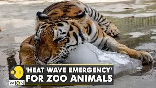 Pakistan Zoo tries to cool off animals amid heat wave | WION Climate Tracker | WION