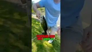 BEST Baits For Spawning Bass Right NOW! #shorts #fishing #bassfishing