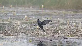 The little cormorant (Microcarbo niger)