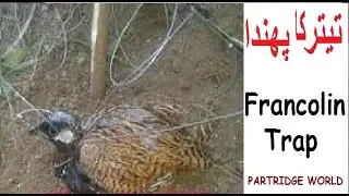 Best bird Trap for partridge, Grey & Black francolin