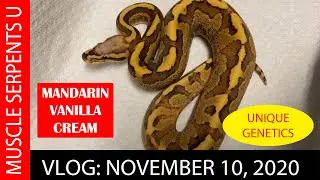 MANDARIN GENE COMBOS EXPLORED! Nov 11, 2020