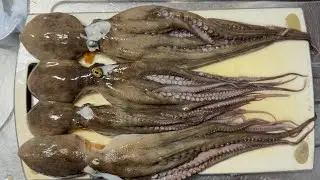 大阪ダイヤモンドポイントタコ釣り釣果「FISHING EVERYDAY」