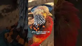 The Real Life Phoenix Bird #facts #animals #animalfacts
