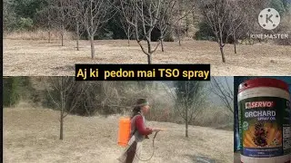 Seb k pedo mai ki TSO spray || Narkanda ||  Sanam kainthla