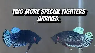 Two more special fighters arrived.