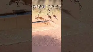 deer hunt so beautifulshot#deerhunting#deer#весенняяохота#hunting#загоннаяохота#bowhunting
