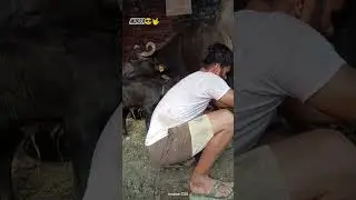 mini dairy farm #punjabi #haryanvisong #punjabisong #haryanvi #newsong #dairyfarm