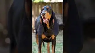 Longest ears on a living dog 68 cm (26.77 in) #guinnessworldrecords
