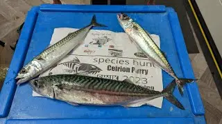 How's about that then! - Anglesey Mackerel in JANUARY what's that all about!!