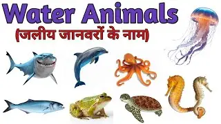 Sea Animals Name in Hindi & English | Hindi Learning Video | पानी वाले जीव #kidslearning 