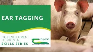 Teagasc Pig Development Department Skills Series - Ear Tagging