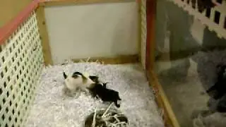 Puppies at Bark Ave.