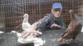 Stephen Ripper judging German Beauty Homers at Bayshore Variety Pigeon Club Show