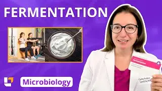 Fermentation: Microbiology Metabolism: Nursing, Pre-Med & Health Field Careers | @LevelUpRN
