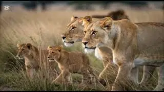 Ultimate Predators: Когда львы атакуют | МЕГА ЭПИЗОД | Документальный ф#animals #naturedocumentary 