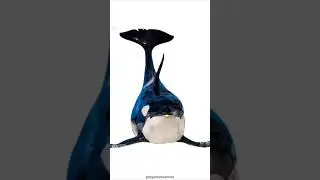 orca core