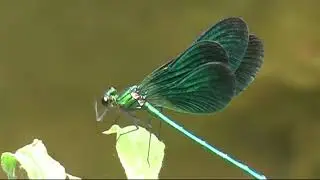 IL VOLO DELLE DAMIGELLE  (Colopteryx Virgo)