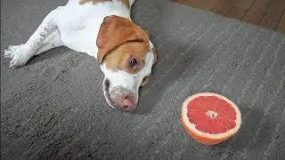 Funny Dogs vs. Grapefruit: Funny Dogs Potpie & Maymo