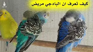 اذا كان عصفور البادجي يسوي هذه الحركة طوال اليوم اعرف انه مريض