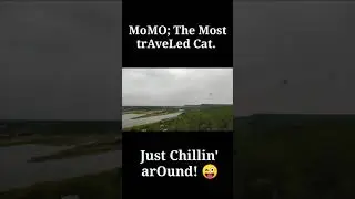 Lucky Cat! exploring Nature in Siberian Wilds!