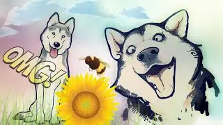 Наша весёлая Хаски. 🐾#хаски