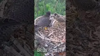 Review birds nest life, the mother birds feeding her babies in their nest [P#2316] #birdslover