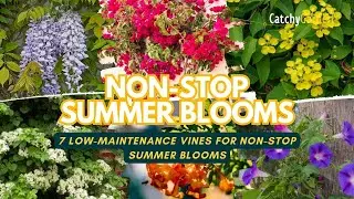 Lazy Gardener's Dream: 7 Low-Maintenance Vines for Non-Stop Summer Blooms 🌸🌹🍁