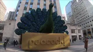 Peacock at Rockefeller Center
