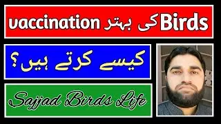 How to vaccinate birds | love bird | Cocktail | birds ki vaccination kesy kerty hain in Urdu/Hindi 2