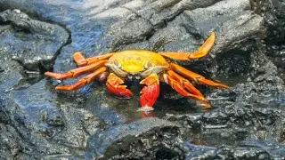 Top 10 Most Profitable Crab Species in the World| Smart Agri Hub