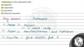 Osphradium is the associated with : (A) digestion (B) respiration (C) excretion (D) olfactory se...