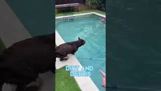 Are dogs safe for the pool? 🐶 #jimspoolcare #helpful #pool #pets #asmr #satisfying #foryou #fyp