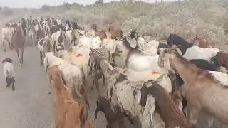 Goat Mating II Goat cross match II Goats meeting II #foryou #goatsmating