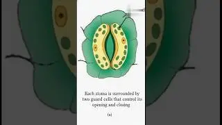 Opening and Closing of Stomata | Guard Cells Function | Class 10 Biology Animation#Shorts #vishnu's