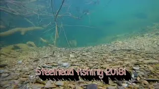 Dads first time out steelhead 2018 small stream!