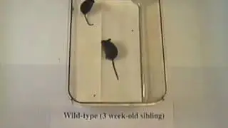 A double knockout mouse and its wild-type sibling