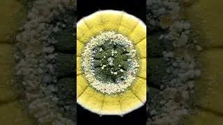 This fungi time-lapse, took 12 days to complete