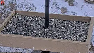 01/27/2026: Backyard Birdwatching Bonanza! Watch the Flocking Around Bird Cam Daily @ 8:00 AM