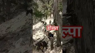 #travel #dolpa #ytshortsvideo #mountains #naturalbeauty #nepal #shortsviral#upperdolpa