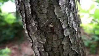 Cinematic Test with Sony a5100 (16-50mm)
