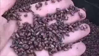 1TON POMACE SEPARATOR, MARC SEPARATOR. SEPARATES GRAPE SEED FROM GRAPE SKIN